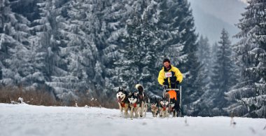 Tusnad, Romanya - 28 Ocak 2017: ücretsiz köpek kızağı yarış yarışma köpekleri ile katılan kimliği belirsiz adam. Üzerinde 30 Ocak 2017 Tusnad, Romanya