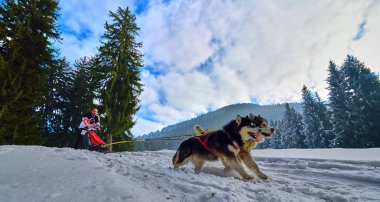 Tusnad, Romanya - 28 Ocak 2017: ücretsiz köpek kızağı yarış yarışma köpekleri ile katılan kimliği belirsiz adam. Sporcumuz ezme köpek kızağı ormanda güneşli bir günde kar kış rekabet yarışında üzerinde çalışır