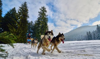 Tusnad, Romanya - 28 Ocak 2017: ücretsiz köpek kızağı yarış yarışma köpekleri ile katılan kimliği belirsiz adam. Üzerinde 30 Ocak 2017 Tusnad, Romanya