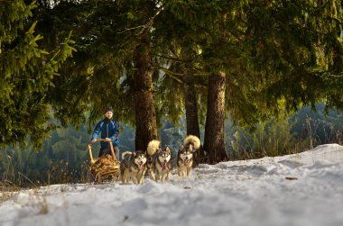 Tusnad, Romanya - 28 Ocak 2017: ücretsiz köpek kızağı yarış yarışma köpekleri ile katılan kimliği belirsiz adam. Üzerinde 30 Ocak 2017 Tusnad, Romanya