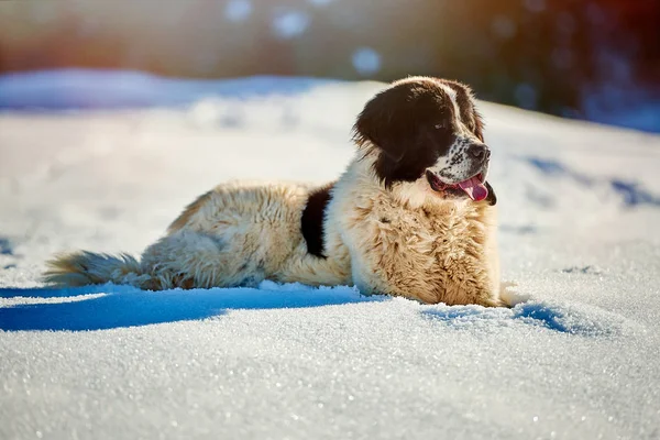 Bucovina Ποιμενικός Σκύλος Στο Χιόνι — Φωτογραφία Αρχείου