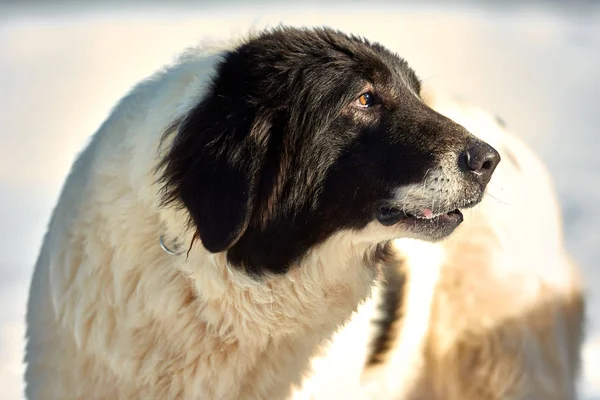 Bucovina Ποιμενικός Σκύλος Στο Χιόνι — Φωτογραφία Αρχείου