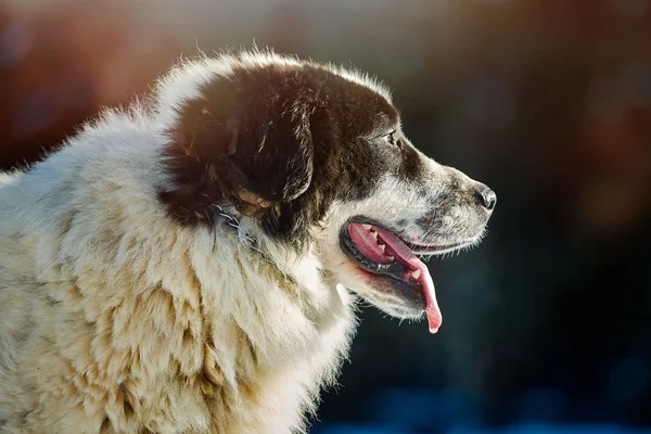 Bucovina Shepherd Dog Neve — Fotografia de Stock