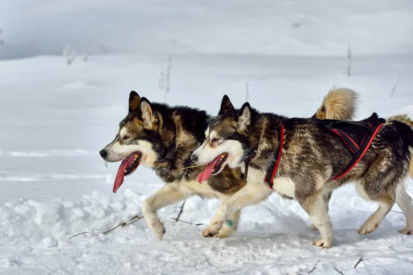 Sibiřské Aljašský Malamut Husky Psa Venku Portrét Aljašský Malamut Pes — Stock fotografie