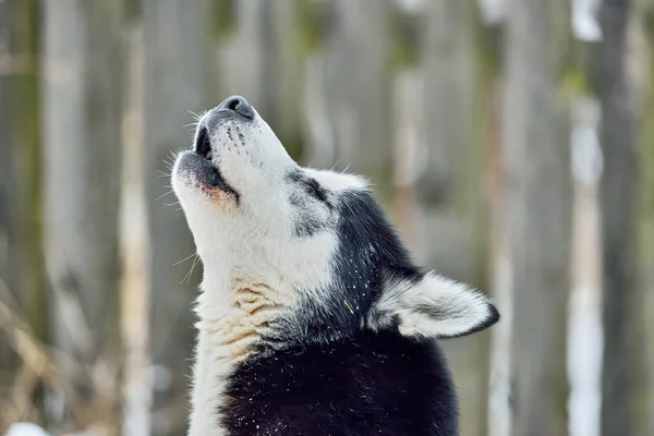 Sibiriska Alaskan Malamute Husky Hunden Utomhus Porträtt Alaskan Malamute Hunden — Stockfoto