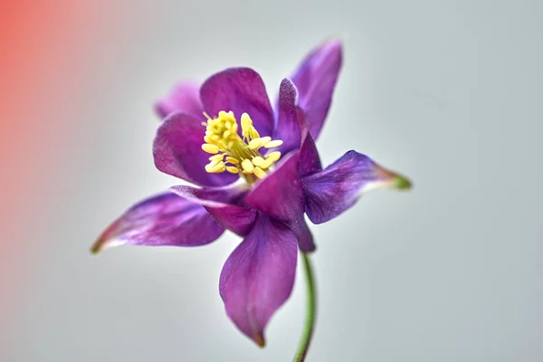 Flor Aquilegia Roxo Isolado Fundo Bokeh Natural Foco Selectiv — Fotografia de Stock