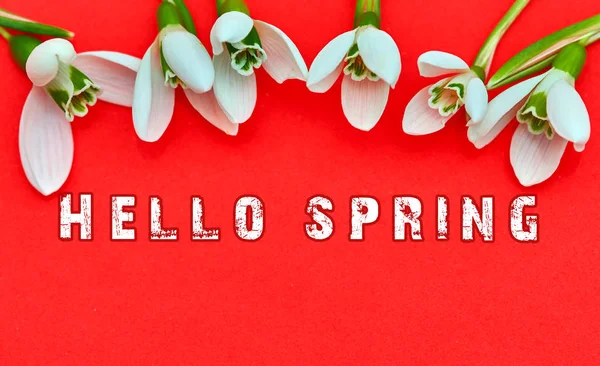 Snowdrop Frühling Weiße Blume Auf Rotem Hintergrund Mit Platz Für — Stockfoto