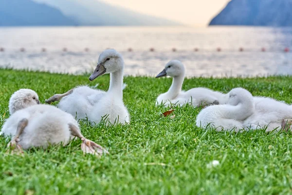 Labutí Mláďata Ležící Trávě — Stock fotografie