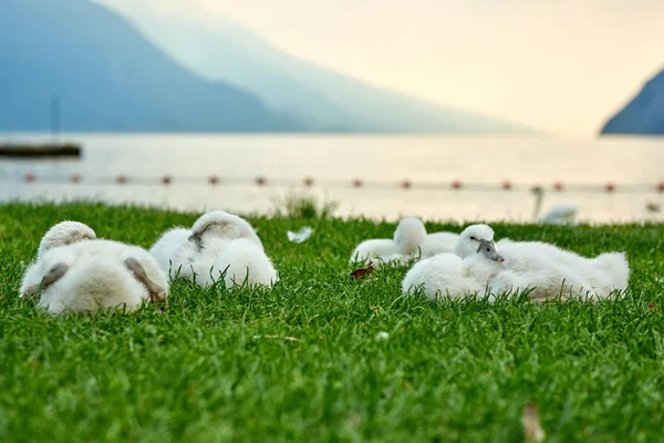 Лебединые Детеныши Лежат Траве — стоковое фото