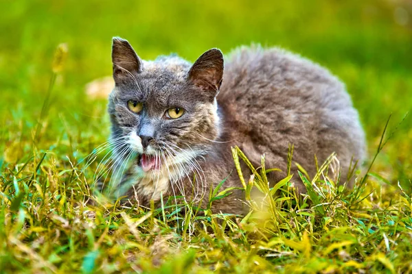 Primer Plano Hermoso Retrato Gato Jugando Hierba — Foto de Stock