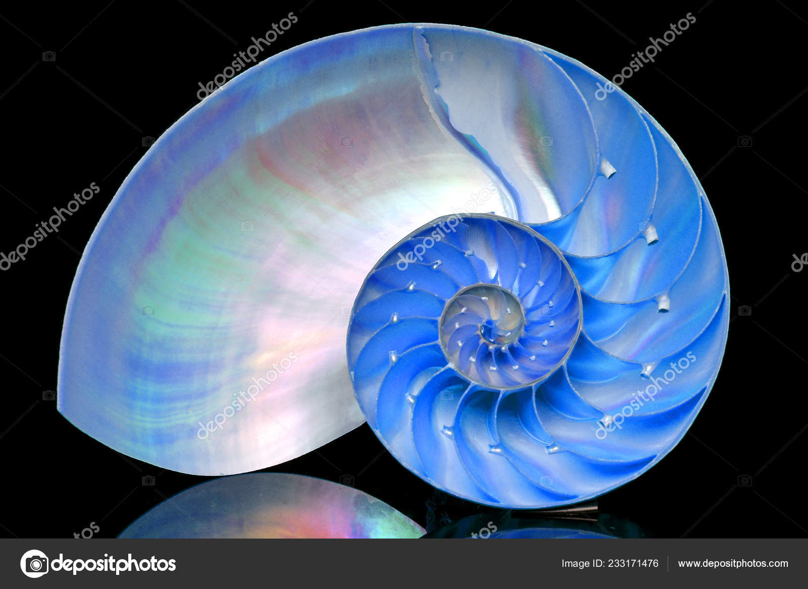 Nautilus Shell Section Isolated Black Background Stock Photo Image By C Dannyiacob