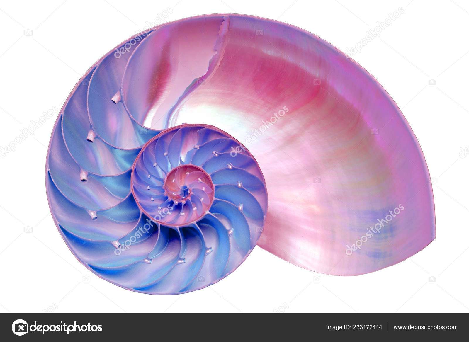 Nautilus Shell Section Isolated Black Background Stock Photo By C Dannyiacob