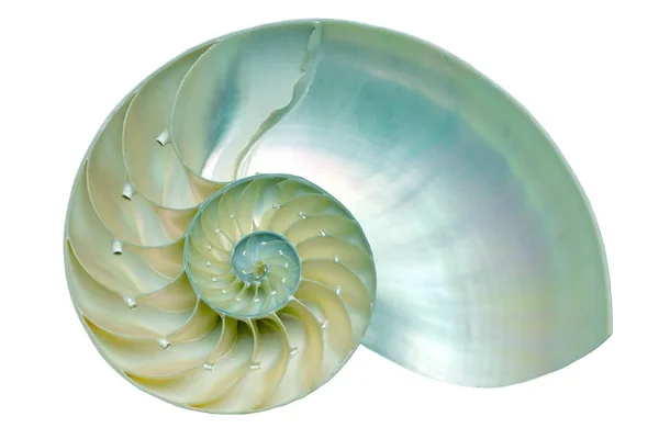 Siyah arka plan üzerine izole nautilus kabuk bölümü