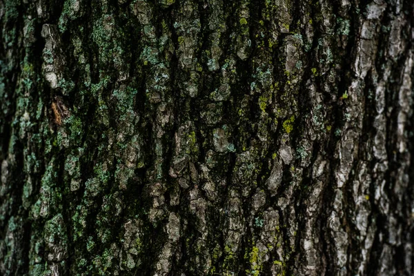 Kuru Ağaç Kabuğu Dokusu Arkaplanı — Stok fotoğraf