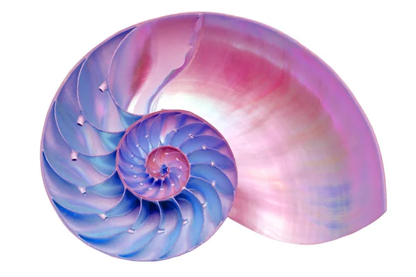 Siyah arka plan üzerine izole nautilus kabuk bölümü