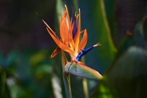 Wunderschöne Paradiesvogelblume Strelitzia Reginae Isoliert Grünen Hintergrund Puerto Cruz Teneriffa — Stockfoto