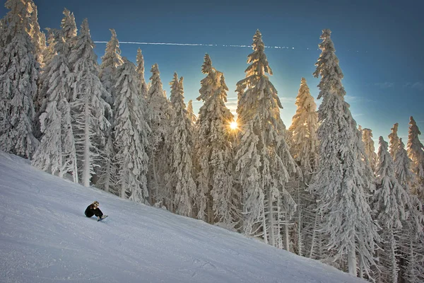 Winter trees in mountains covered with fresh snow. Poiana Brasov ski resort,Transylvania,Romania,Europe,Pine forest covered in snow on winter season