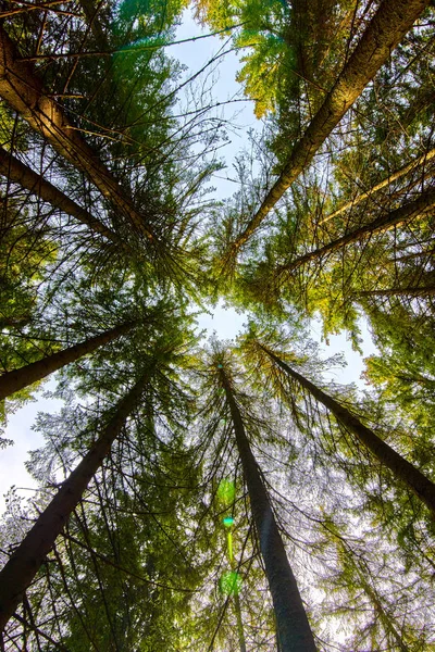 Ağaçlar Tabandan Güneş Işığı Etkisi — Stok fotoğraf