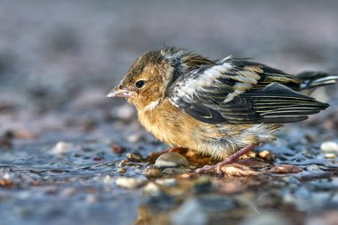 Sevimli küçük bir serçe