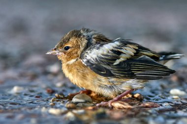 Sevimli küçük bir serçe