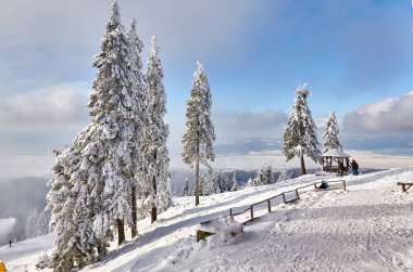 Kış ağaçlar Dağları'nda taze karla kaplı. Poiana Brasov kayak resort, Transilvanya, Romanya, Avrupa, çam ormanı karla kaplı kış sezonu