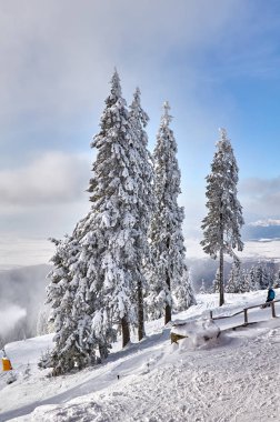 Kış ağaçlar Dağları'nda taze karla kaplı. Poiana Brasov kayak resort, Transilvanya, Romanya, Avrupa, çam ormanı karla kaplı kış sezonu