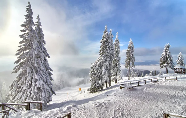 Arbres Hiver Dans Les Montagnes Couvertes Neige Fraîche Station Ski — Photo