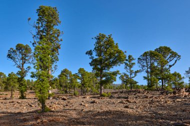 çam forrests Teide Milli parkta Tenerife ağaç