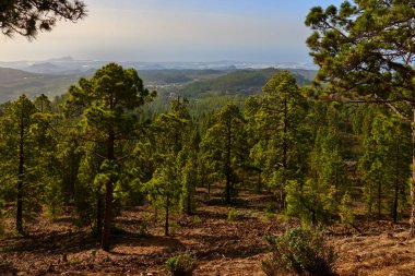 çam forrests Teide Milli parkta Tenerife ağaç