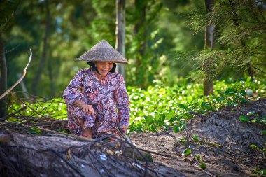 Hoi An Vietnam-04 Aralık 2014: Vietnam kadın Hoi yakınındaki plajda odun keser bir
