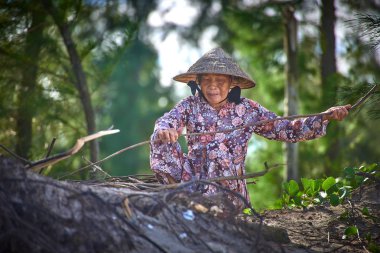 Hoi An Vietnam-04 Aralık 2014: Vietnam kadın Hoi yakınındaki plajda odun keser bir