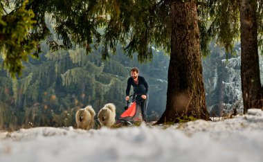 Tusnad, Romanya - 28 Ocak 2017: ücretsiz köpek kızağı yarış yarışma köpekleri ile katılan kimliği belirsiz adam. Sporcumuz ezme köpek kızağı ormanda güneşli bir günde kar kış rekabet yarışında üzerinde çalışır