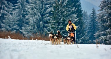 Tusnad, Romanya - 28 Ocak 2017: ücretsiz köpek kızağı yarış yarışma köpekleri ile katılan kimliği belirsiz adam. Sporcumuz ezme köpek kızağı ormanda güneşli bir günde kar kış rekabet yarışında üzerinde çalışır