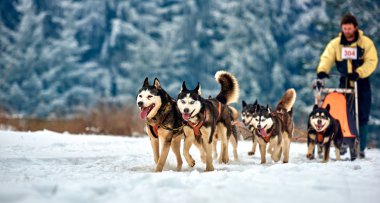 Tusnad, Romanya - 28 Ocak 2017: ücretsiz köpek kızağı yarış yarışma köpekleri ile katılan kimliği belirsiz adam. Sporcumuz ezme köpek kızağı ormanda güneşli bir günde kar kış rekabet yarışında üzerinde çalışır