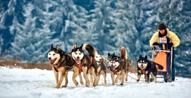 Tusnad, Romanya - 28 Ocak 2017: ücretsiz köpek kızağı yarış yarışma köpekleri ile katılan kimliği belirsiz adam. Sporcumuz ezme köpek kızağı ormanda güneşli bir günde kar kış rekabet yarışında üzerinde çalışır