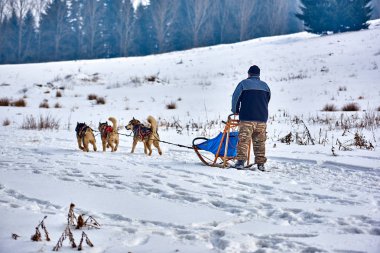 Ücretsiz köpek kızağı yarış yarışma sportif köpek ekibi ile karda yarış taslak köpekler, Sibirya husky köpek açık havada çalışan