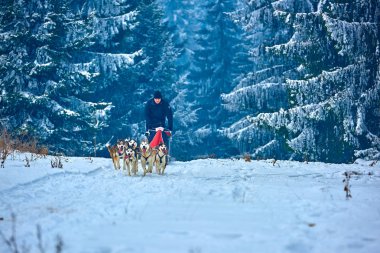 Tusnad, Romanya - 28 Ocak 2017: ücretsiz köpek kızağı yarış yarışma köpekleri ile katılan kimliği belirsiz adam. Sporcumuz ezme köpek kızağı ormanda güneşli bir günde kar kış rekabet yarışında üzerinde çalışır
