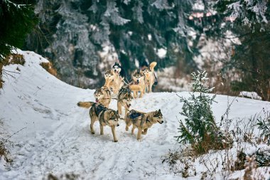 Karda yarış taslak köpek ücretsiz köpek kızağı yarış yarışma sportif köpek ekibi ile çalışan