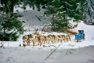 Karda yarış taslak köpek ücretsiz köpek kızağı yarış yarışma sportif köpek ekibi ile çalışan
