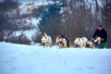 Tusnad, Romanya - 28 Ocak 2017: ücretsiz köpek kızağı yarış yarışma köpekleri ile katılan kimliği belirsiz adam. Sporcumuz ezme köpek kızağı ormanda güneşli bir günde kar kış rekabet yarışında üzerinde çalışır