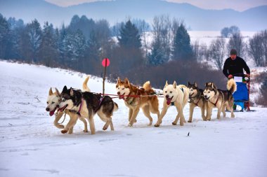 Tusnad, Romanya - 28 Ocak 2017: ücretsiz köpek kızağı yarış yarışma köpekleri ile katılan kimliği belirsiz adam. Sporcumuz ezme köpek kızağı ormanda güneşli bir günde kar kış rekabet yarışında üzerinde çalışır