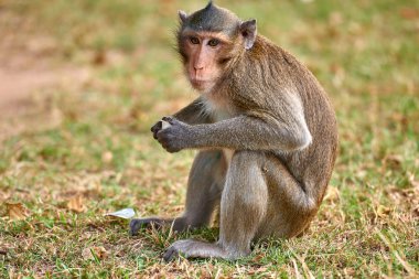 A long-tailed macaque monkey near Angkor Wat, Cambodia in the background is a green blurred landscape clipart