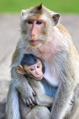 Çocuğunu Angkor Wat, Kamboçya'da arka plan yakınındaki hemşirelik bir uzun kuyruklu makak maymunu yeşil bir bulanık manzara olduğunu