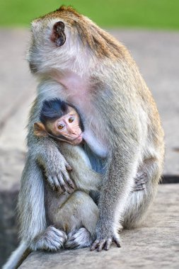Çocuğunu Angkor Wat, Kamboçya'da arka plan yakınındaki hemşirelik bir uzun kuyruklu makak maymunu yeşil bir bulanık manzara olduğunu