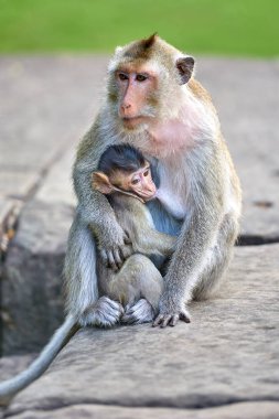 Çocuğunu Angkor Wat, Kamboçya'da arka plan yakınındaki hemşirelik bir uzun kuyruklu makak maymunu yeşil bir bulanık manzara olduğunu