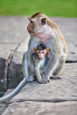 Çocuğunu Angkor Wat, Kamboçya'da arka plan yakınındaki hemşirelik bir uzun kuyruklu makak maymunu yeşil bir bulanık manzara olduğunu
