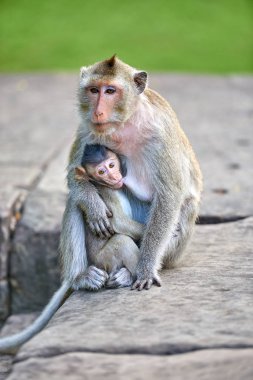Çocuğunu Angkor Wat, Kamboçya'da arka plan yakınındaki hemşirelik bir uzun kuyruklu makak maymunu yeşil bir bulanık manzara olduğunu