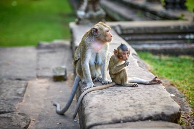 A long-tailed macaque monkey seated on a rock near Angkor Wat, Cambodia in the background is a green blurred landscape clipart