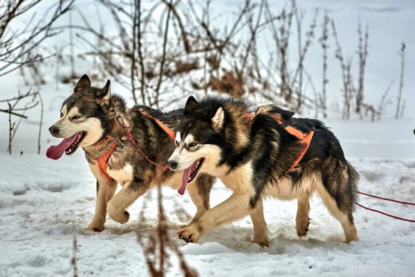 Ücretsiz köpek kızağı yarış yarışma sportif köpek ekibi ile karda yarış taslak köpekler, Sibirya husky köpek açık havada çalışan
