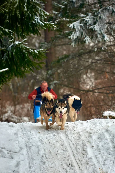 Tusnad Romania January 2017 Unidentified Man Participating Free Dog Sled — Stock Photo, Image